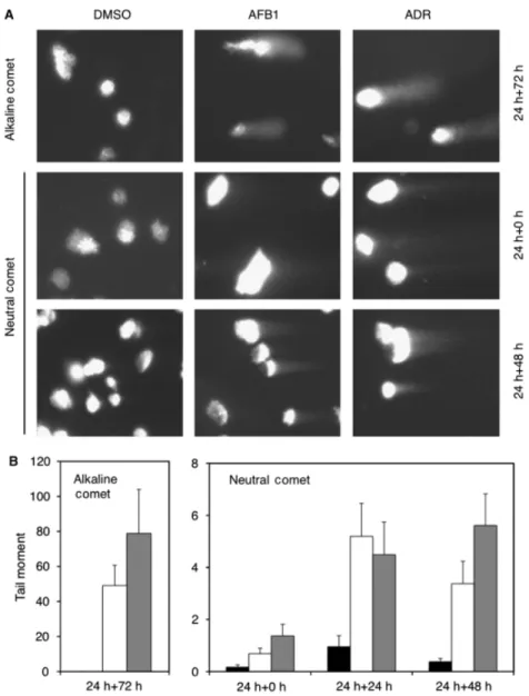 Fig. 1. Induction of persistent single- and double-strand DNA breaks in HepG2 cells following AFB1 exposure