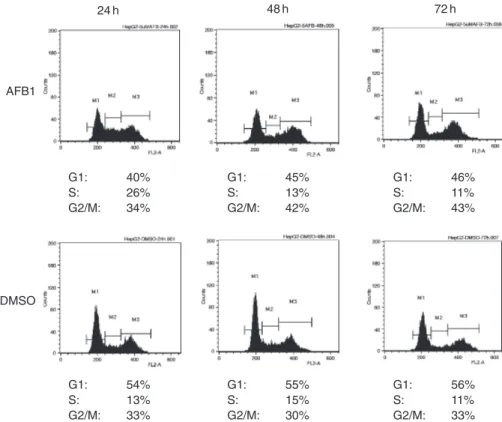 Fig. 4. The effects of AFB1 on HepG2 cell cycle distribution. Cells were treated with either 5 mmol/l AFB1 or DMSO up to 72 h, and cell cycle distribution was analysed by flow cytometry at 24, 48 and 72 h