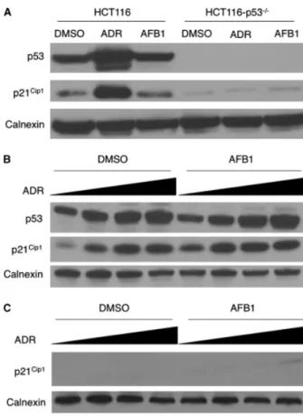 Fig. 5. Incomplete DNA damage checkpoint response of HepG2 cells to aflatoxin B1 (AFB1)
