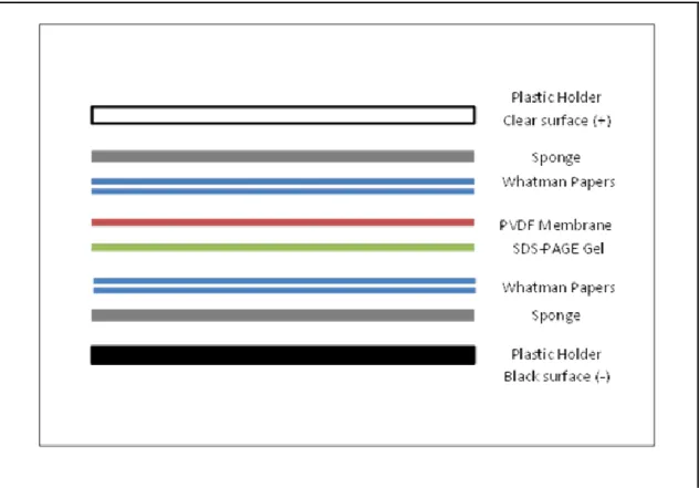 Figure 2.2. Illustration of the transfer assembly 