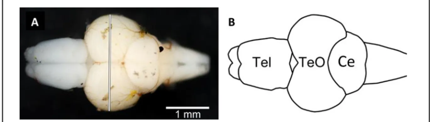 Figure 3.1. Illustration of the microdissection procedure on zebrafish brain,  zebrafish brain (A), schematic representation of microdissection (B)