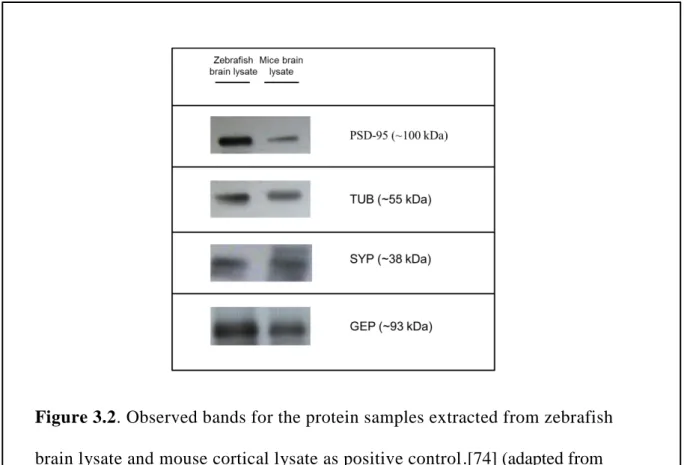 Figure 3.2. Observed bands for the protein samples extracted from zebrafish  brain lysate and mouse cortical lysate as positive control.[74] (adapted from  Karoglu et al., 2017, Reprinted with permission from Elsevier) 