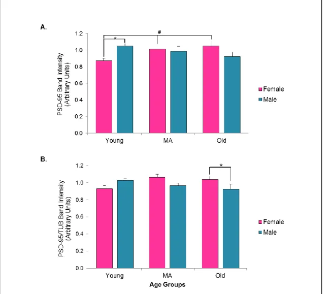 Figure  3.4.  PSD-95  expression  across  gender  and  age  groups;  normalized  data  (A),  TUB-normalized  data  (B)