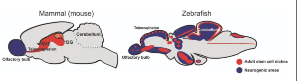 Figure 1.1 Representative image for comparison of neurogenic areas in mammalian  brain and zebrafish brain