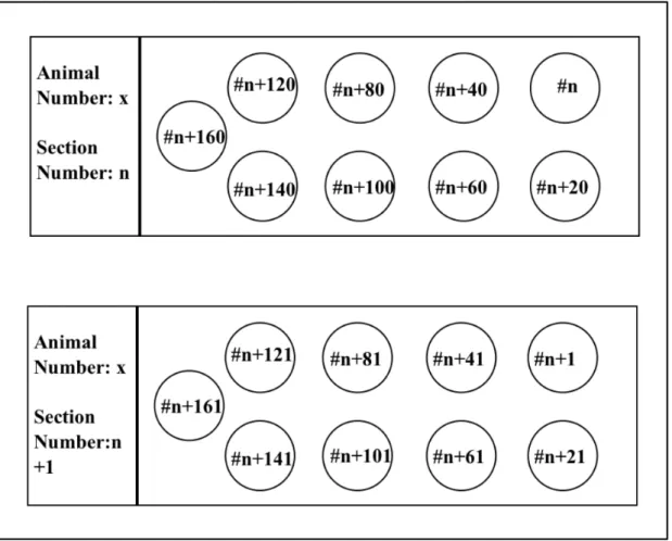 Figure 2.1 Representative image of slide design. 