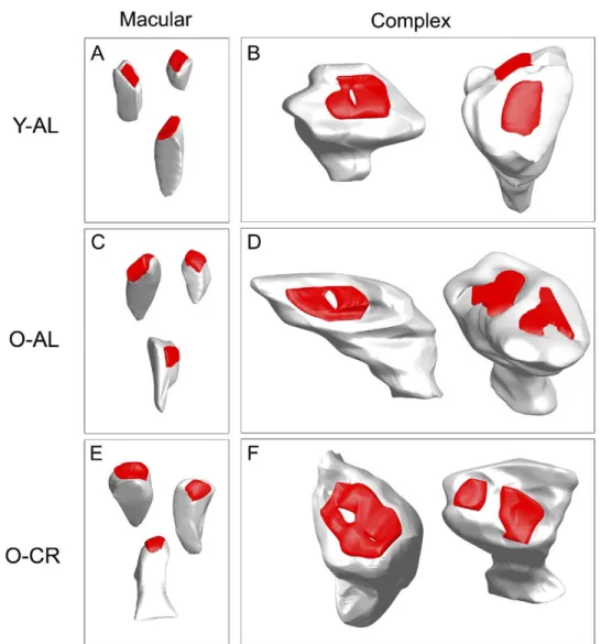 Fig. 4. Serial reconstructions of postsynaptic densities (PSD) and spines in CA3 SL-M of young AL, old AL, and old CR rats