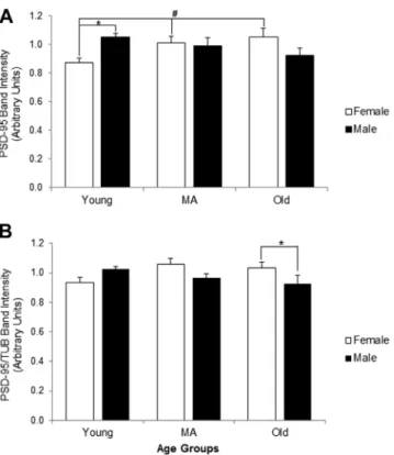 Fig. 3. Postsynaptic density-95 (PSD-95) levels increase in aged female zebraﬁsh brains but are stable in males