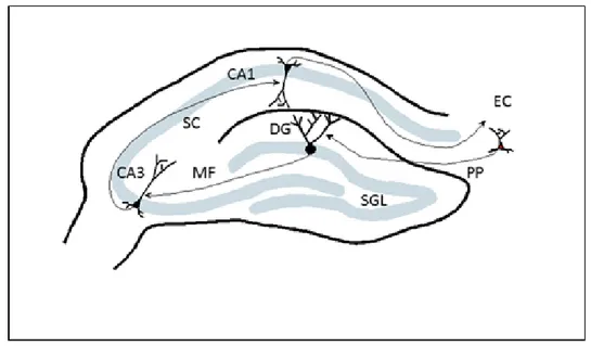 Figure 1: Schematic diagram of the rodent hippocampus illustrating principal areas as well as  main  excitatory  connectivity
