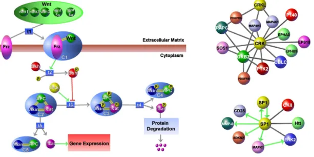 Figure 1.1: Sample pathways represented by Patika ontology. (left) Canon- Canon-ical wnt pathway containing examples of compound structures such as regular abstractions (e.g