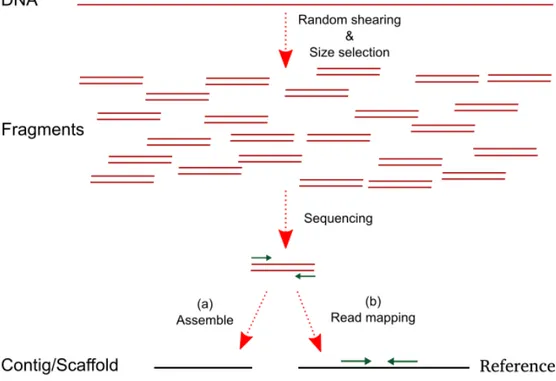 Figure 1.4: Whole Genome Shotgun (WGS) sequencing. Firstly, DNA is frag- frag-mented randomly and then each fragment is sequenced from both left and right ends using a sequencer