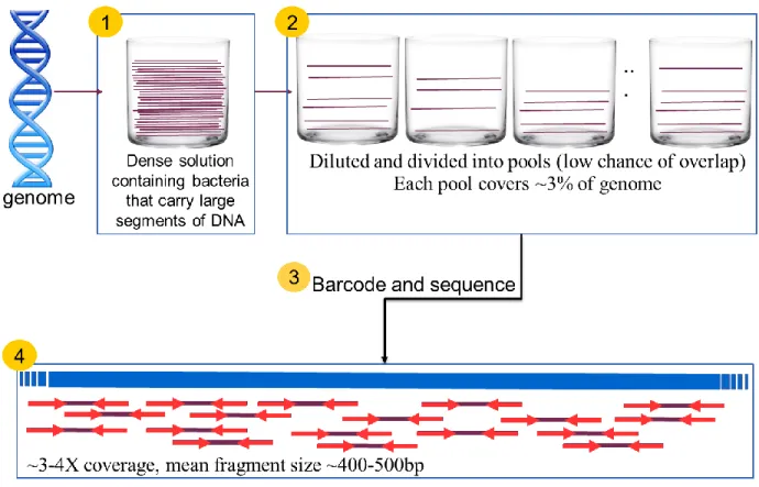 Figure 3.1: Pooled clone sequencing.