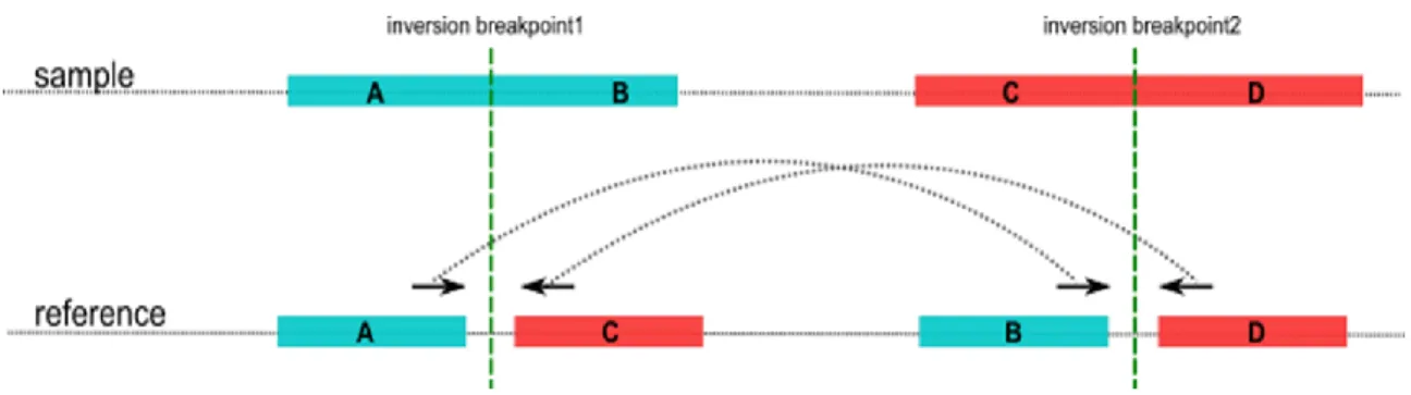 Figure 3.2: Sequencing signatures used by dipSeq to detect large inversions.