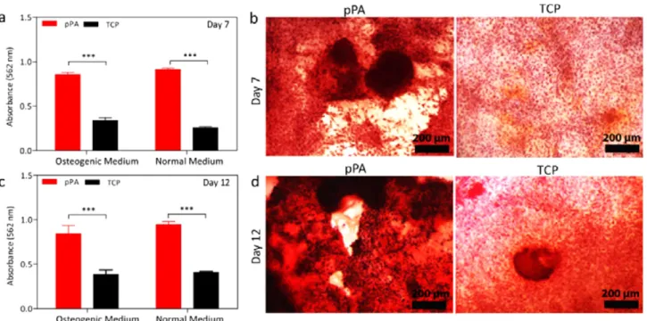 Figure 6. Gene expression analyses of Runx2, ColI, and Osp of rMSCs with qRT-PCR on (a) day 7 with pPA + osteogenic medium (pPA + OM), (b) day 7 with normal culture medium, (d) day 12 with pPA + osteogenic medium (pPA + OM), and (e) day 12 with normal cult