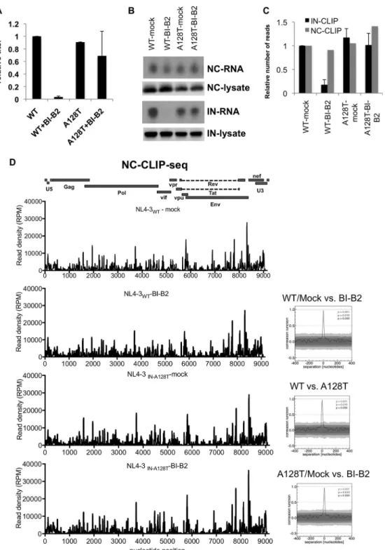 FIG 6 NC-RNA interactions are not altered in eccentric particles. (A) Infectious titers of mock- and BI-B2-treated HIV-1 WT and HIV-1 IN A128T particles were determined on NIH-TZM reporter cells and normalized relative to mock-treated HIV-1 NL4-3WT particl