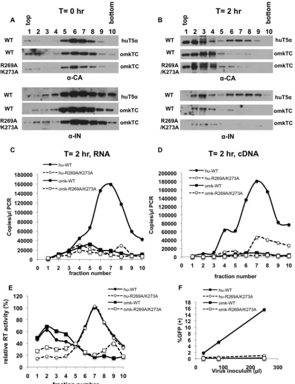 FIG 8 Eccentric cores generated through IN R269A/K273A mutation can be efﬁciently degraded by omkTRIMCyp.