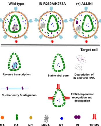 FIG 12 Schematic model of how inhibition of IN-RNA interactions alters the core morphology and fates of core components in target cells.