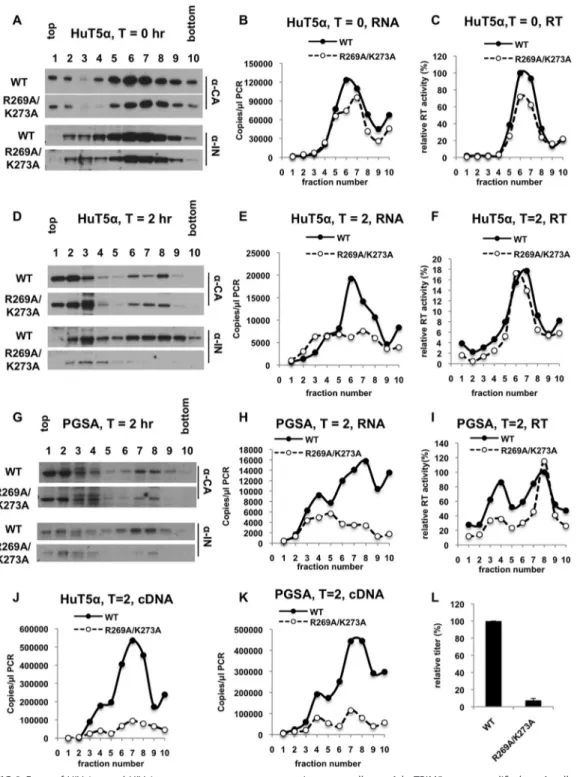 FIG 3 Fates of HIV-1 WT and HIV-1 IN R269A/K273A core components in target cells. pgsA-huTRIM5 ␣ or unmodiﬁed pgsA cells were infected in parallel with VSV-G-pseudotyped GFP reporter HIV-1 WT or HIV-1 IN R269A/K273A 