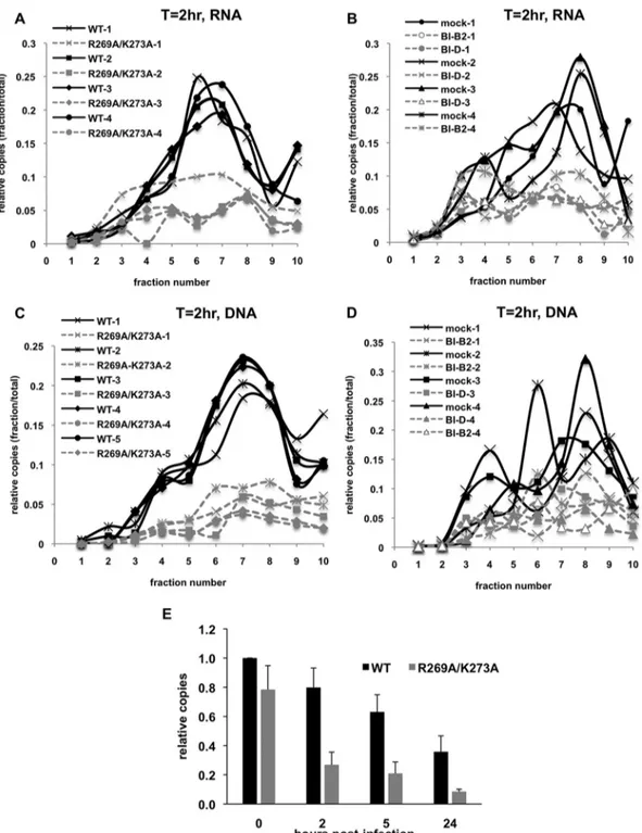 FIG 4 Reproducibility across multiple experiments and in infected MT-4 cells. (A to D) pgsA-huTRIM5 ␣ or unmodiﬁed pgsA cells infected with eccentric particles and processed as described in Materials and Methods were analyzed for degradation of viral RNA (