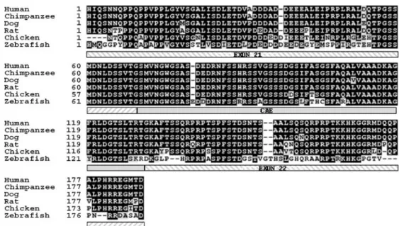 Fig. 1 Multiple alignment of the robo2 protein sequences for the human, rat, chimpanzee, dog, chicken, and zebrafish was performed using ClustalW 1.8 in BCM Search Launcher (http://www.
