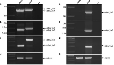 Fig. 5 The expression of robo2 isoforms during zebrafish devel- devel-opment. a RT-PCR results with the primer pair E21F –E22R (expected amplicon sizes 172 and 358, with and without CAE, respectively) performed on cDNAs from various stages: 1, 7, 15, 23, 3