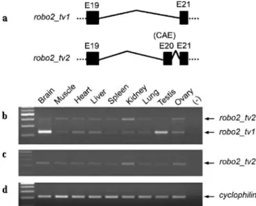 Fig. 6 Genomic representation and differential expression of robo2 alternative isoforms in rat