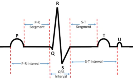 Figure 2.1: Example ECG Waveform. Each region of the waveform corresponds to activity in different areas of the heart