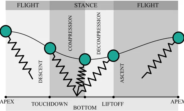 Figure 2.2: The phases of a single-stride locomotion of the SLIP model
