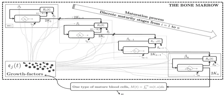 Fig. 1. Schematic representation of the studied model. In our interpretation, growth-factor concentration can be seen as drugs targeting the biological parameters involved in hematopoiesis.