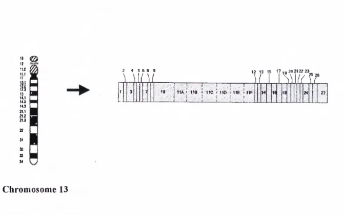 Figure  9.  Chrom osom al location*  and exonic organization  o f  BRCA2**.