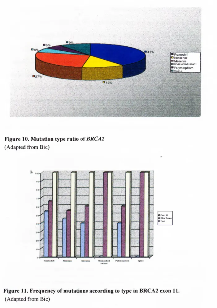 Figure  10.  M utation type ratio  o f  BRCA2  (Adapted from Bic)
