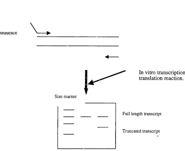 Figure  16.  Schematic representation  of protein truncation  test.