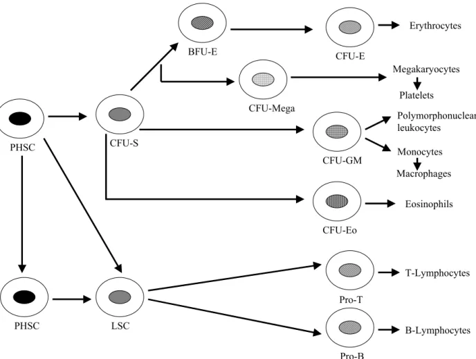 Figure 1: Differentiation of hematopoietic cells (adapted from Cotran et al., 1989). 