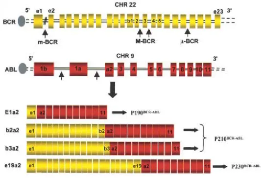 Figure 2: Locations of the breakpoints in the ABL and BCR genes and structure  of chimeric mRNAs derived from the various breaks (Salesse et al., 2002)