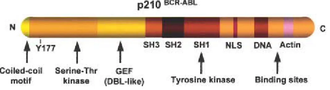 Figure 3: Functional domains of  p210  BCR/ABL  (Salesse et al., 2002). Some of the  important domains are illustrated, such as coiled-coil oligomerization domain, the  tyrosine 177 (Grb-2 binding site), the phosphoserine/threonine rich SH2 binding  domain