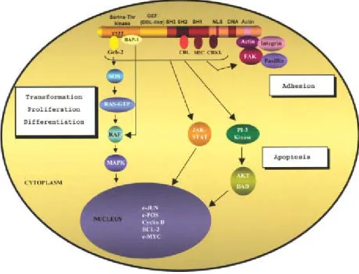 Figure 4: Signaling pathways of p210 BCR/ABL   (Salesse et al., 2002).  