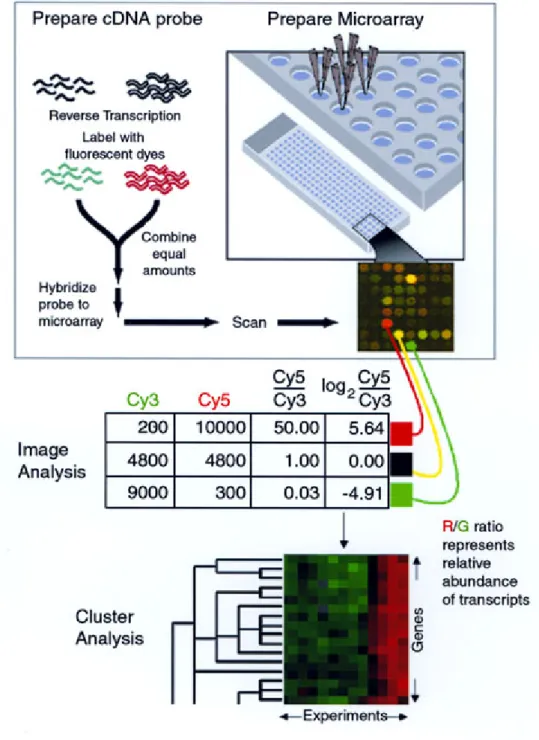 Figure 5: cDNA microaarray schema (Cummings et al., 2000). Capillary printing  is used to array DNA fragments onto a glass slide (upper right)