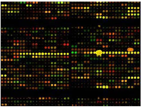 Figure 14: Array of CML 2 versus reference RNA. 