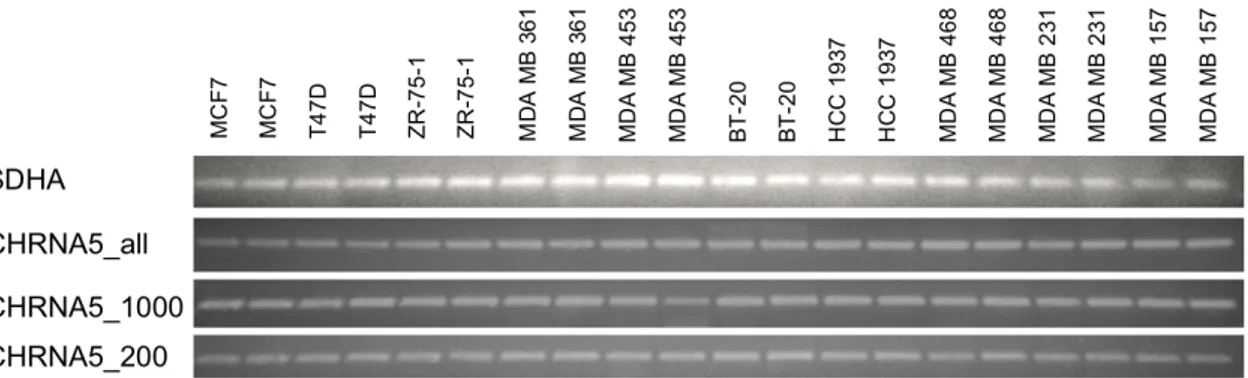 Figure 4.2: Expression of different CHRNA5 variants and SDHA across two sets of each of the 10 breast cancer cell lines.