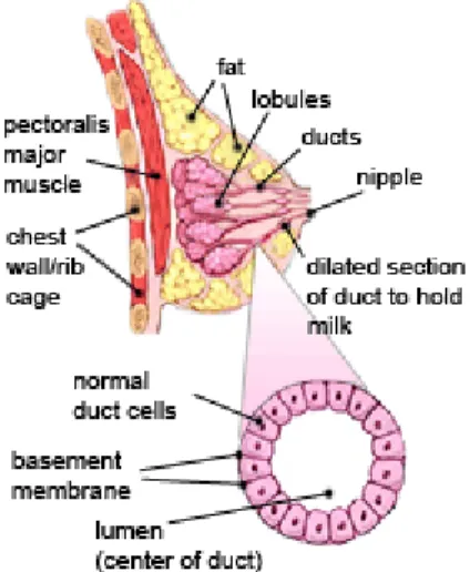 Figure 1.1 Anatomy of the breast. The female breast is formed by ducts, lobules,  fatty and connective tissues (http://www.cancer.org)