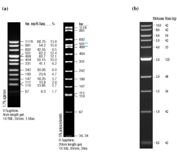 Figure 2.1 pUC Mix Marker 8 and 1kb DNA ladder. (a) Shows the image of pUC  Mix Marker 8 on a 1.7% agarose gel and (b) shows the 1 kb DNA Ladder visualized  by ethidium bromide staining on a 0.8% TAE agarose gel