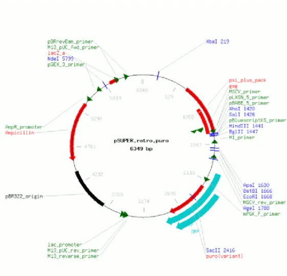 Figure 2.2 Map of pSUPER.retro.puro vector (OligoEngine). 