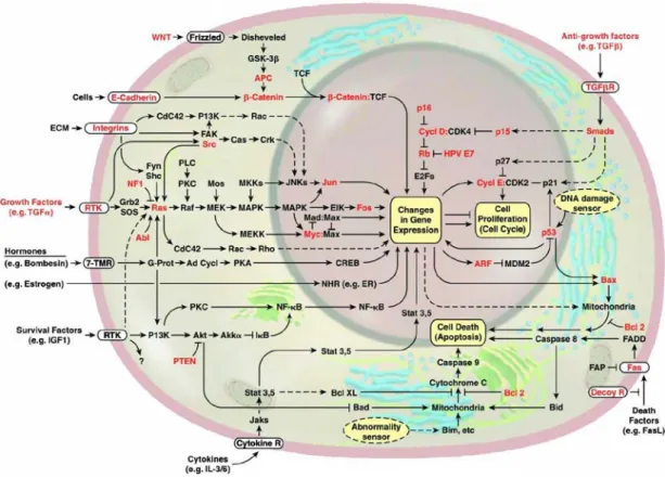 Figure 1. The cellular pathways related to malignant transformation (adopted from  Evan and Vousden 2001) 