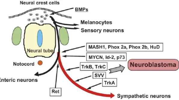 Figure  1:  The  lineages  derived  from  neural  crest  and  the  origin  of  neuroblastoma