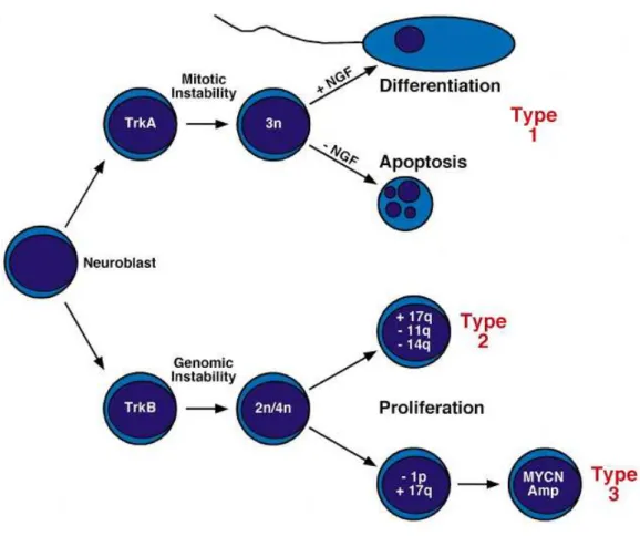 Figure  3:  Schematic  presentation  of  genetic  alterations  in  neuroblastoma  and  classification into different types (Maris and Matthay, 1999) 