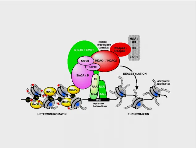 Figure 6. Schematic representation of the interaction between MeCP2 and histone deacetylase complex.