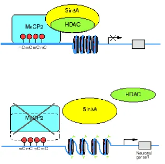 Figure 8. Schematic representation of normal function of MeCP2 and the effects of mutations to MeCP2 function (Van Den Veyver et al., 2000).