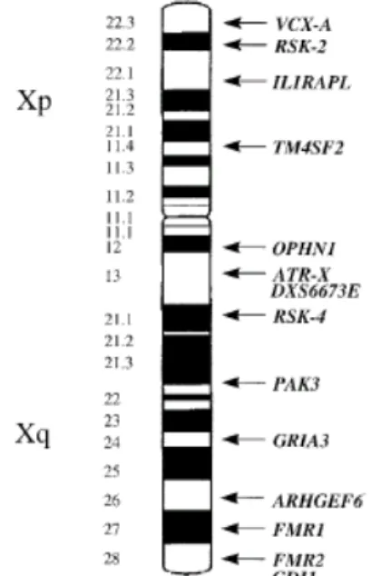 Figure 10. The MR genes that are localized on the X chromosome (MECP2 not included) (Castellvi et al., 2001).