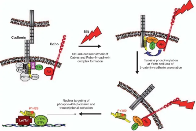 Figure 1.5: Model depicting the formation of the Slit-induced Robo/Abl–Ncadherin/β-catenin complex