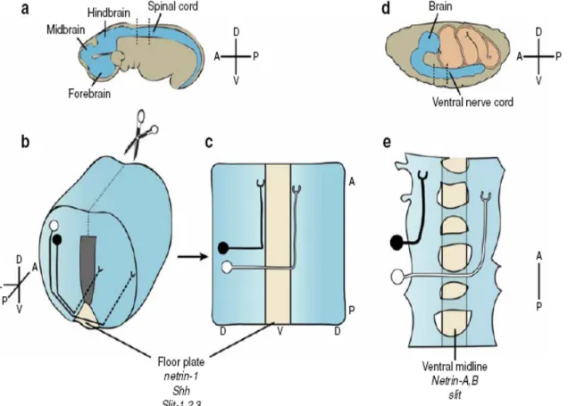 Figure 1.6: Commissural axon pathfinding in the mouse spinal cord and Drosophila ventral nerve cord