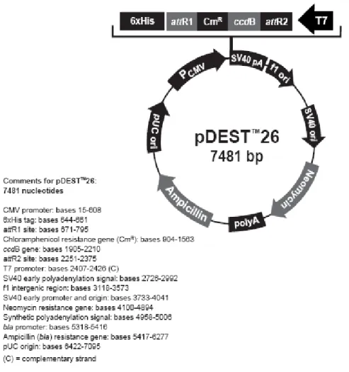 Figure 3.3: Restriction map of the pDEST™26 Gateway® vector. Restriction enzyme digestion with BsrG1  was done to remove attR1, attR2, CmR and ccdB regions and the remaining vector backbone was religated to be  used as a mock control in ROBO2 overexpressio